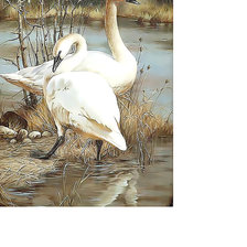 Схема вышивки «пара лебедей»