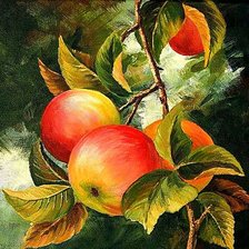 Яблоки созрели!