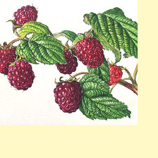 Схема вышивки «Серия "Фруктово-ягодная". Малинка»