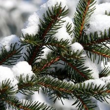 Зимний привет