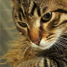 Схема вышивки «Разбудили»