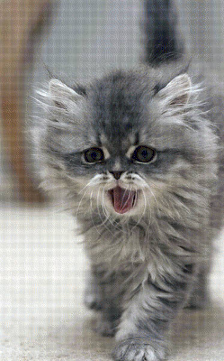 Мама,ты где? - котенок, кошки, животные - предпросмотр