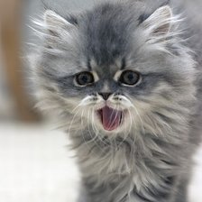 Схема вышивки «Мама,ты где?»