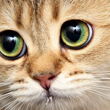 Схема вышивки «Прости»