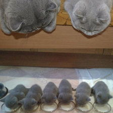 Схема вышивки «Кошачье семейство»