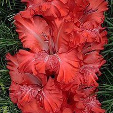 Схема вышивки «цветы»