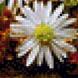 Предпросмотр схемы вышивки «ромашки» (№2037749)