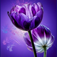 Схема вышивки «Тюльпаны»