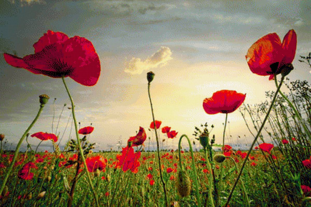 маки - предпросмотр