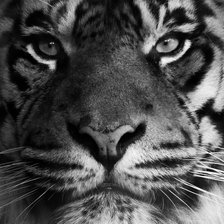 Схема вышивки «Тигр»