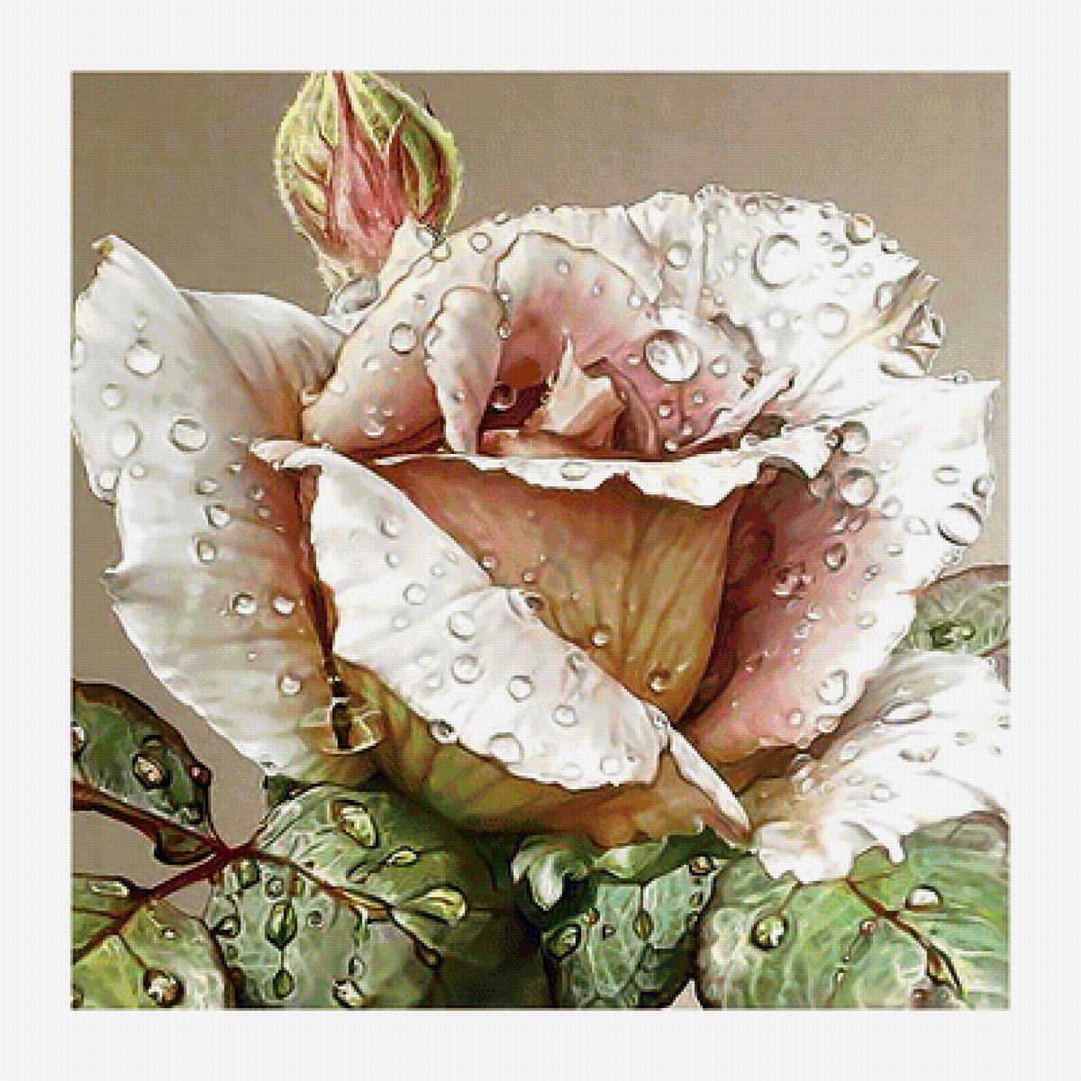 Серия "Розы". - розы, флора, цветы - предпросмотр