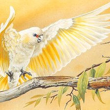 Схема вышивки «белый попугай»