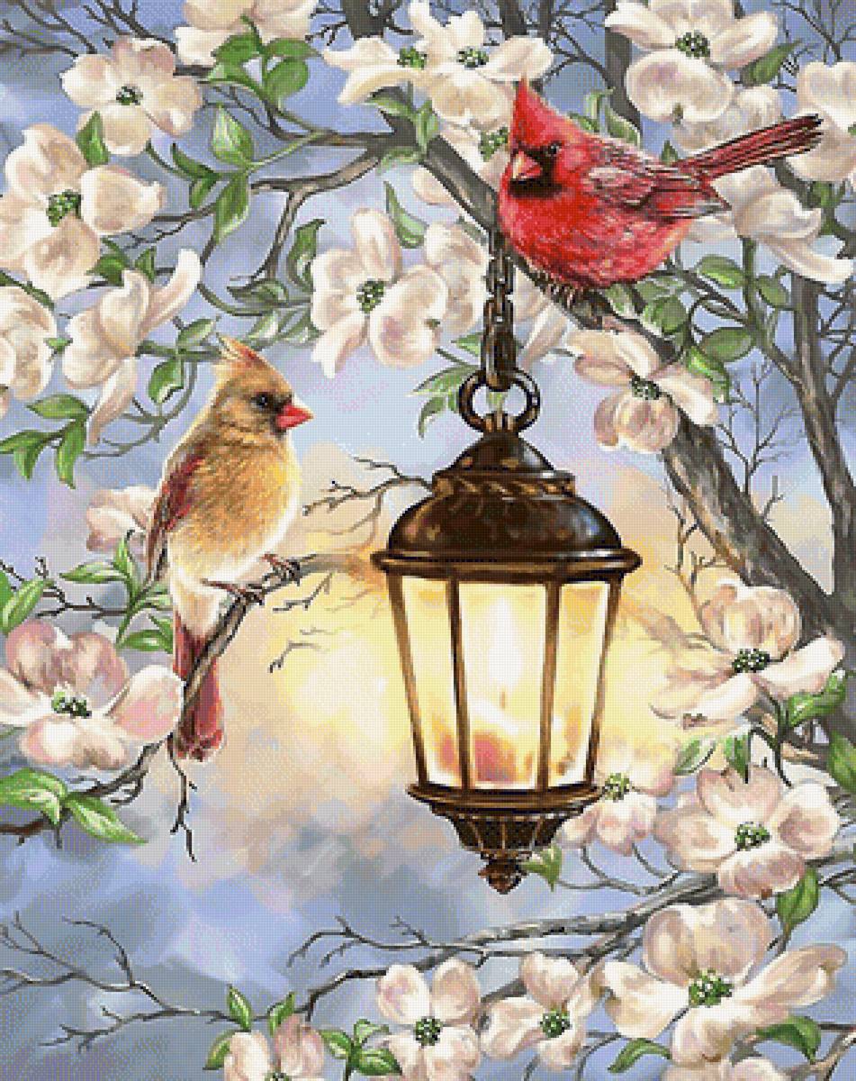 кардиналы - птицы - предпросмотр