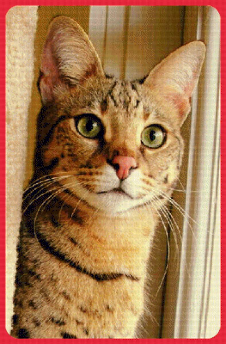 Ожидание - кошки, животные - предпросмотр