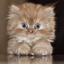 Схема вышивки «Пушистый комочек»