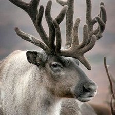 Схема вышивки «№2038485»