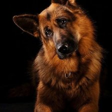 Схема вышивки «Верный друг»