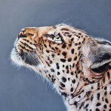 Художник Emily-mei Cross