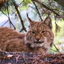 Схема вышивки «№2038697»