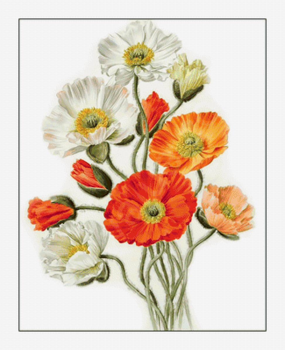 Маки. - живопись, полевые, маки, цветы - предпросмотр