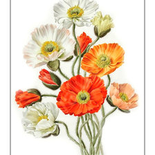 Схема вышивки «Маки.»