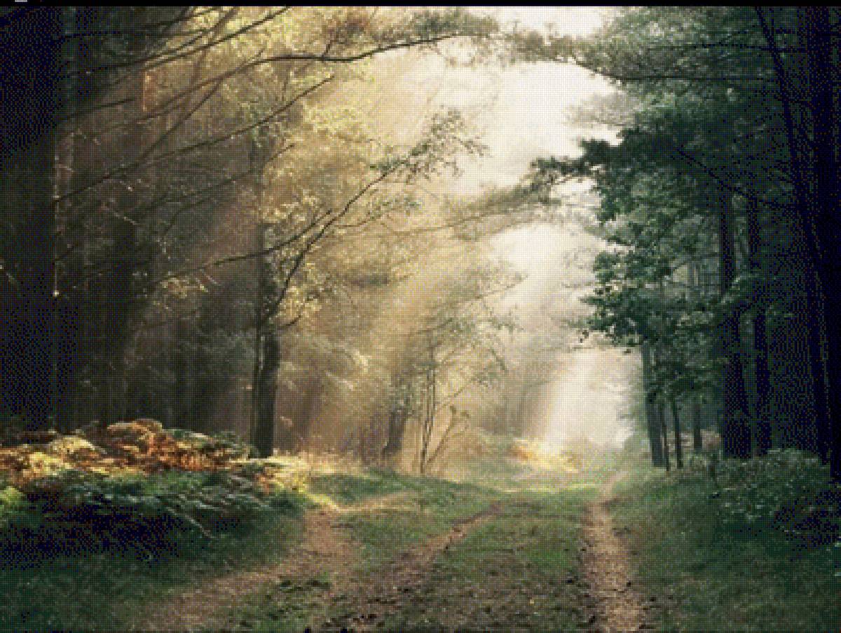 Солнечный лес - природа, пейзаж, лес - предпросмотр