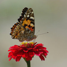 Схема вышивки «Бабочка на цветке»