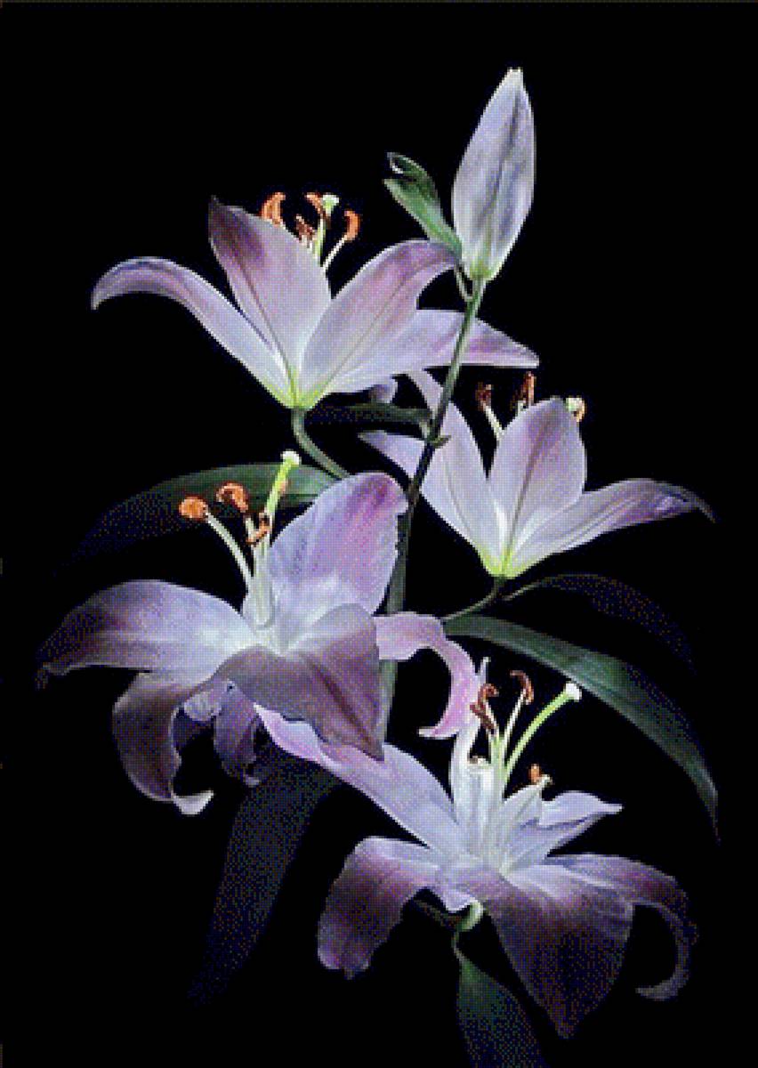 Лилии на черном - цветы, лилия - предпросмотр
