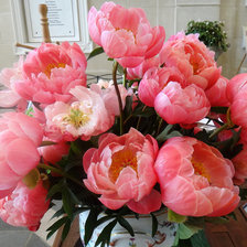 Схема вышивки «пионы»