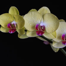 Схема вышивки «орхидея»