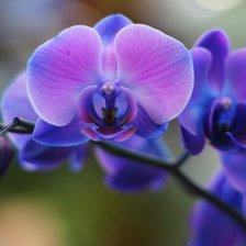 Схема вышивки «орхидея»