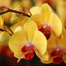 Схема вышивки «орхидея»