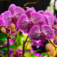 Схема вышивки «орхидея»