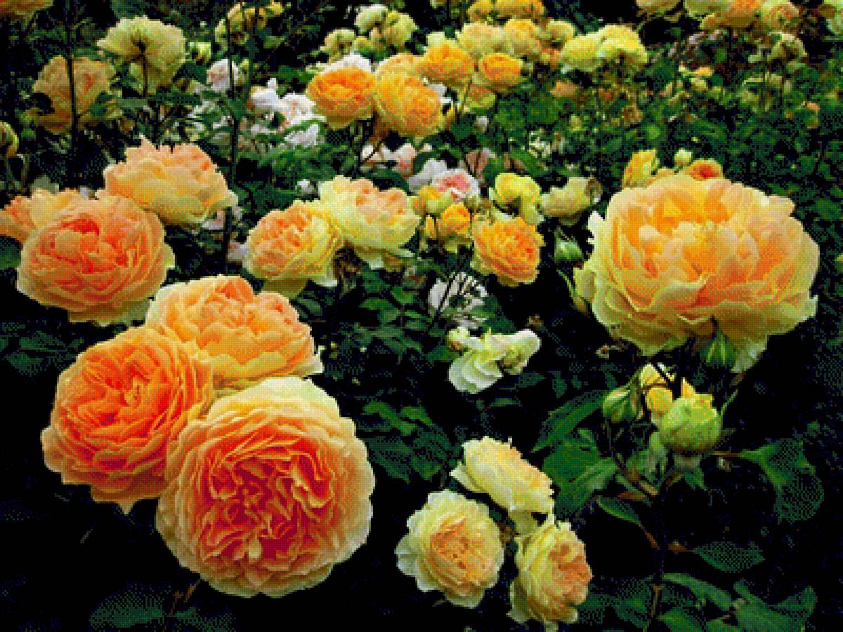 розы - предпросмотр