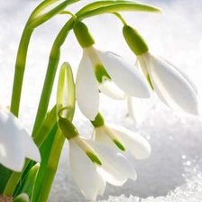 весенний цветок