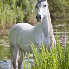 Схема вышивки «на природе»