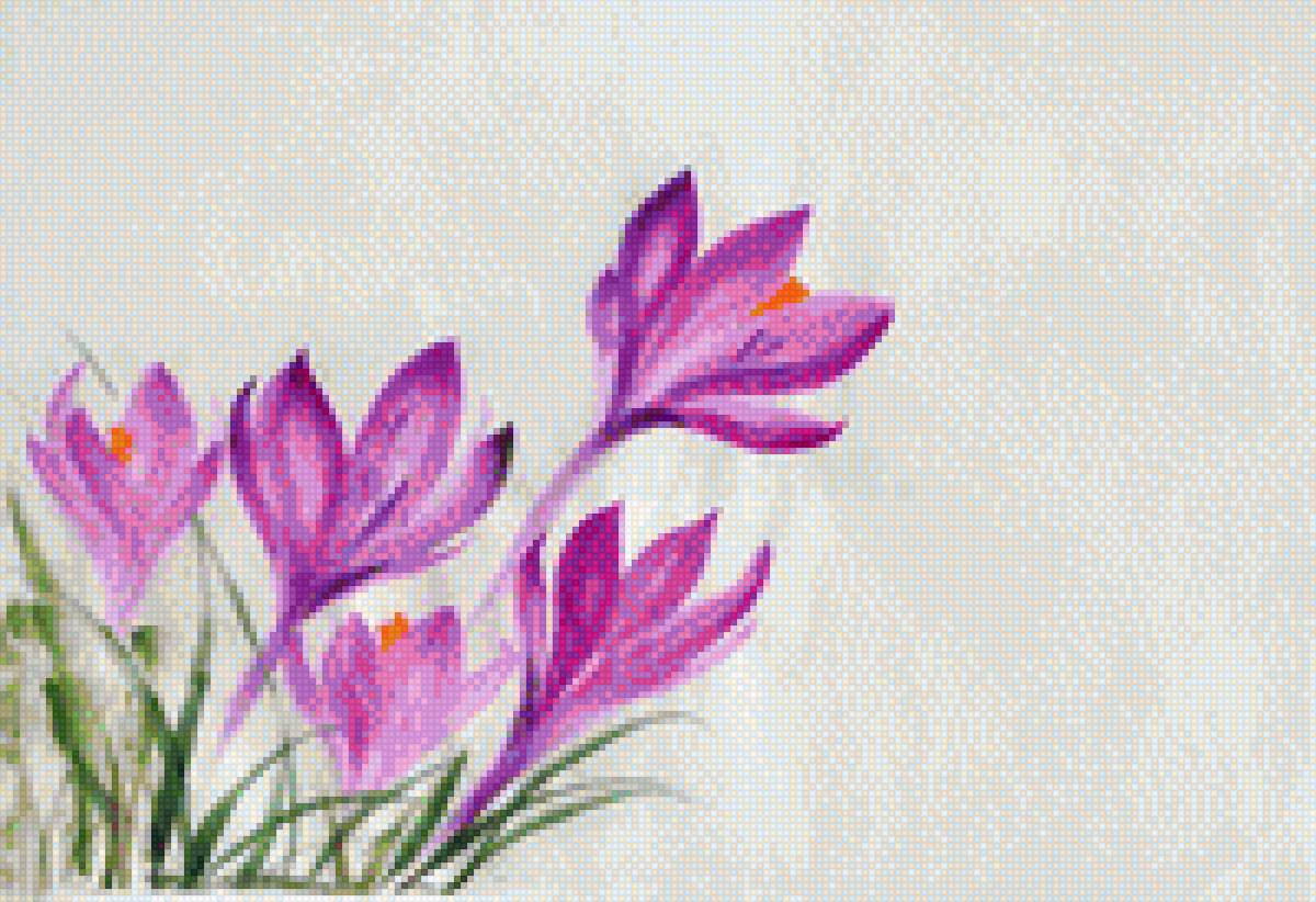 крокусы - весна, крокусы - предпросмотр