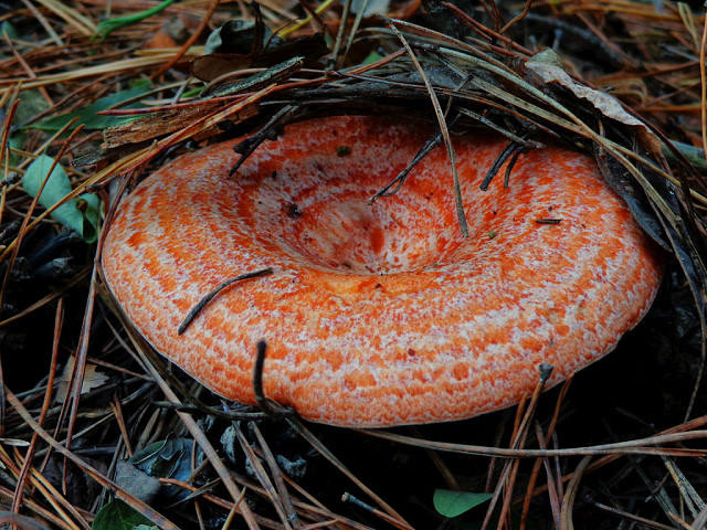 Рыжик - рыжик, грибы - оригинал