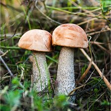 Схема вышивки «Два братца»