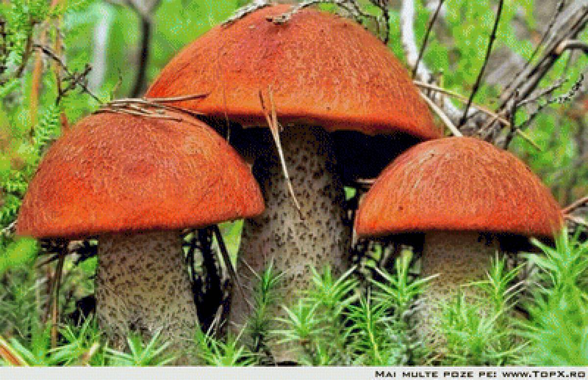 Вот такие крепыши - подосиновик, грибы - предпросмотр