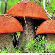 Схема вышивки «Вот такие крепыши»