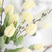 нежные тюльпаны