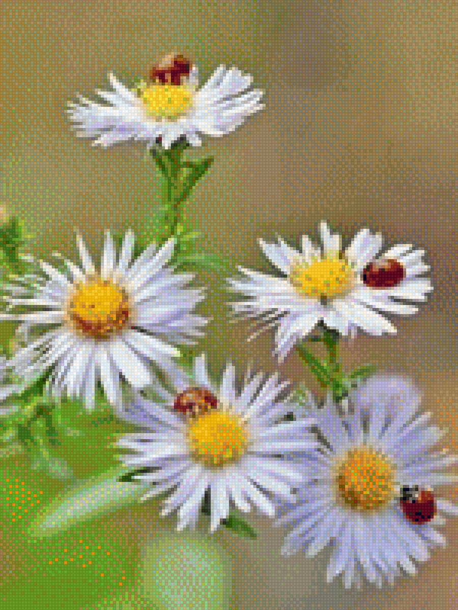 ромашки - цветы - предпросмотр