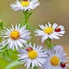 Схема вышивки «ромашки»