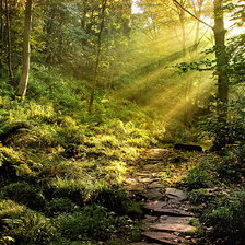 Схема вышивки «лес»