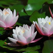 Схема вышивки «Кувшинки»