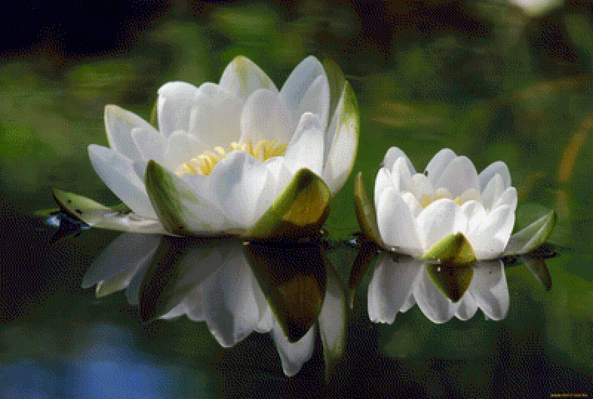 Отражение - цветы, кувшинка - предпросмотр