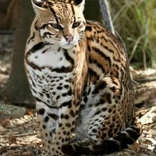 Схема вышивки «киса»