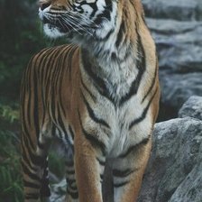 Схема вышивки «тигра»