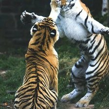 Схема вышивки «тигра»